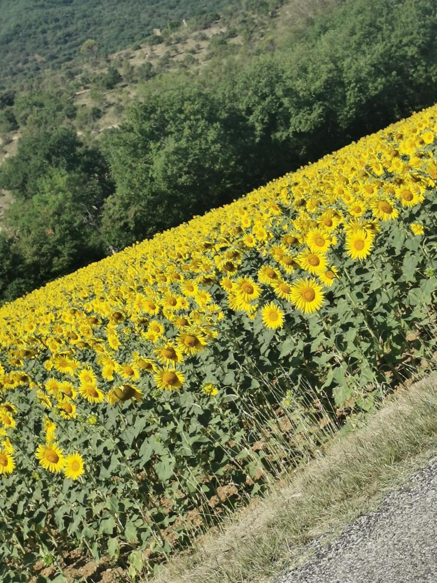 Mes Maisons Gardoises, Two Gites Sleeping 13 With Two Private Pools, Kids Room, Laundry, Disco, Free Wifi, Linen And Dog'S Are Welcome Gagnières Exterior foto